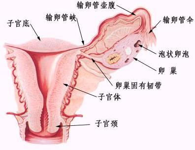 什么是子宫附件囊肿_杨陵西宝妇产原因