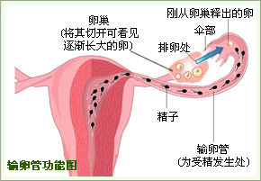 杨陵不孕不育医院治疗输卵管不孕是怎么治的