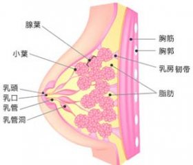 乳房结构图