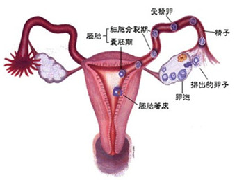 杨陵女性怎么预防急性输卵管炎