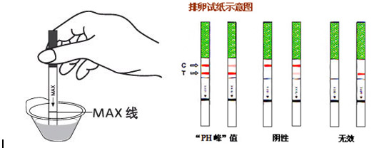 排卵试纸能测早孕吗?