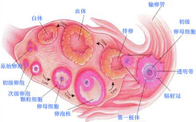 想怀孕 卵泡发育不好怎么办